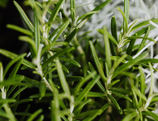 Get to Know: Rosemary Essential Oil